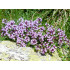 Tijmtinctuur (Thymus vulgaris)