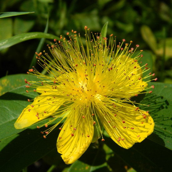 Sint-janskruid  extract  (Hypericum perforatum)