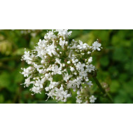 Valeriaan extract  (Valeriana officinalis)
