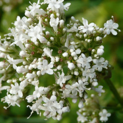 Valeriaan extract  (Valeriana officinalis)