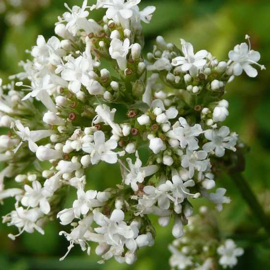 Valeriaan extract  (Valeriana officinalis)