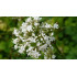 Valeriaan extract  (Valeriana officinalis)