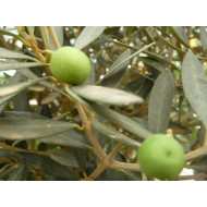 Olijfboomtinctuur (Olea europea)