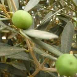 Olijfboomtinctuur (Olea europea)
