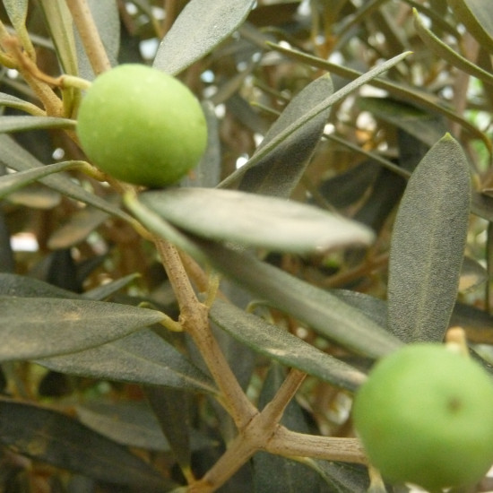 Olijfboomtinctuur (Olea europea)