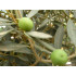 Olijfboomtinctuur (Olea europea)