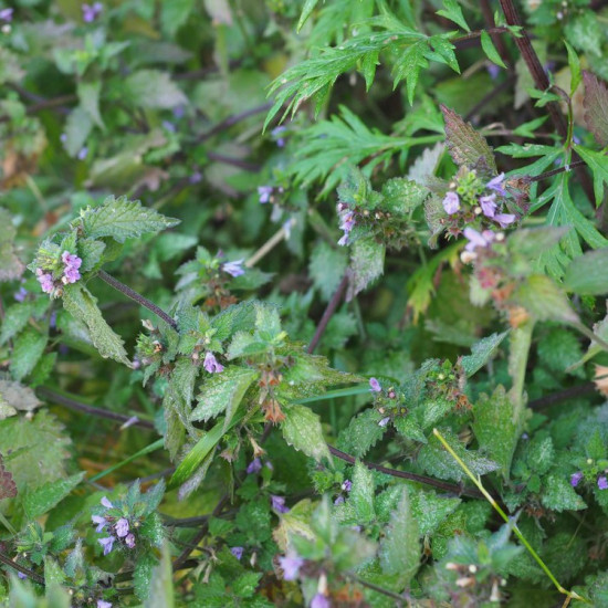 Stinkende ballotetinctuur (Ballota nigra)