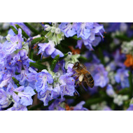 Rozemarijntinctuur  (Rosmarinus officinalis)
