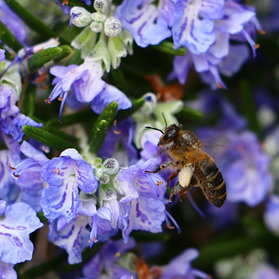 Rozemarijntinctuur  (Rosmarinus officinalis)