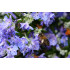 Rozemarijntinctuur  (Rosmarinus officinalis)