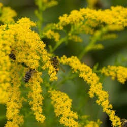 Guldenroedecomplex  (Solidago complex )