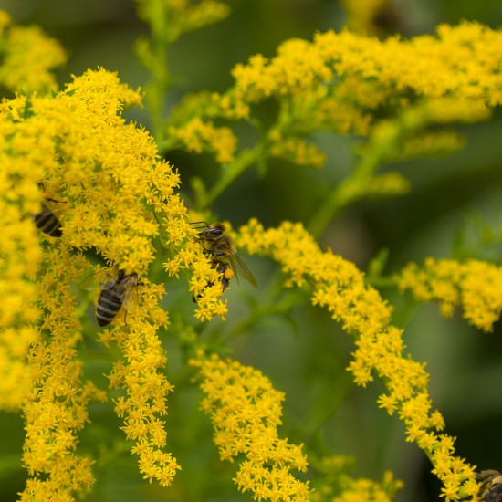 Guldenroedecomplex  (Solidago complex )