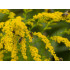 Guldenroedecomplex  (Solidago complex )