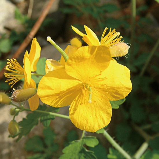 Stinkende Gouwetinctuur  (Chelidonium majus)