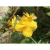 Stinkende Gouwetinctuur  (Chelidonium majus)