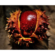 Paardenkastanje extract  (Aesculus hippocastanum)