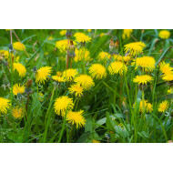 Paardenbloemtinctuur  (Taraxacum officinalis)