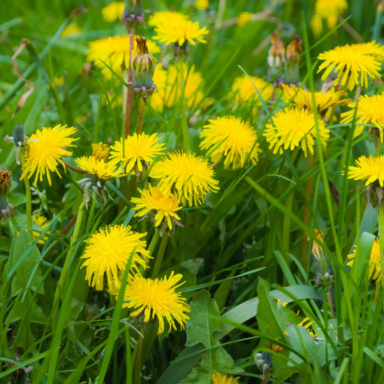 Paardenbloemtinctuur  (Taraxacum officinalis)