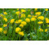 Paardenbloemtinctuur  (Taraxacum officinalis)