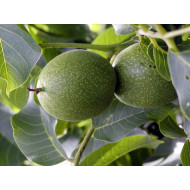 Walnoottinctuur (Okkernoot/Juglans regia) 