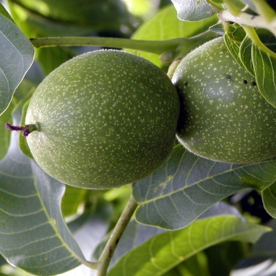 Walnoottinctuur (Okkernoot/Juglans regia) 