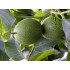 Walnoottinctuur (Okkernoot/Juglans regia) 