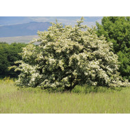 Meidoorncomplex  (Crataegus complex )