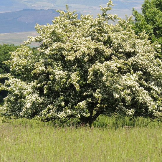 Meidoorncomplex  (Crataegus complex )