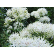 Moerasspireatinctuur  (Filipendula ulmaria, Spiraea ulmaria)