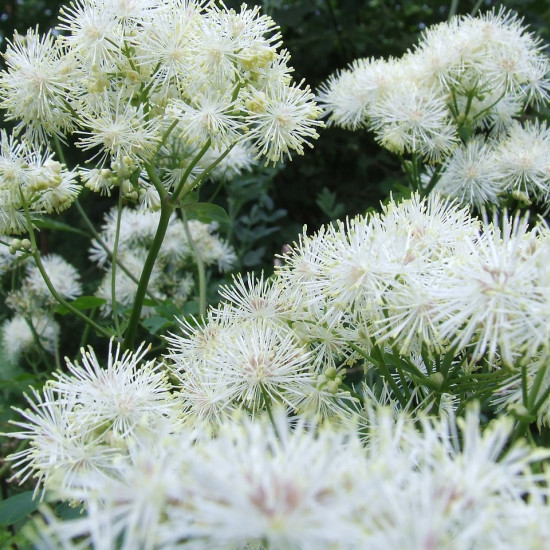 Moerasspireatinctuur  (Filipendula ulmaria, Spiraea ulmaria)