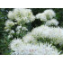Moerasspireatinctuur  (Filipendula ulmaria, Spiraea ulmaria)