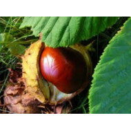 Paardenkastanjetinctuur  (Aesculus hippocastanum)