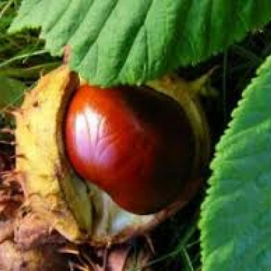 Paardenkastanjetinctuur  (Aesculus hippocastanum)