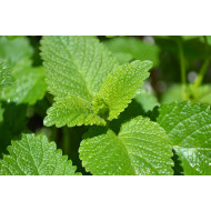 Citroenmelissetinctuur (Melissa officinalis)