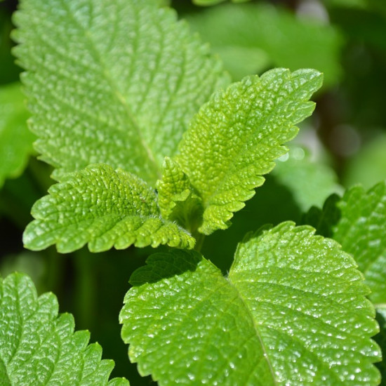 Citroenmelissetinctuur (Melissa officinalis)