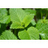 Citroenmelissetinctuur (Melissa officinalis)