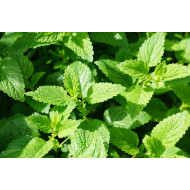 Citroenmelisse extract  (Melissa officinalis)