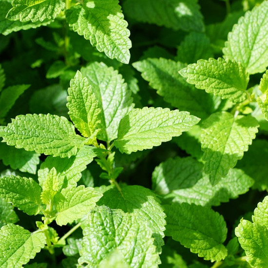 Munttinctuur  (Mentha piperita/Pepermunt)