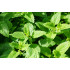 Citroenmelisse extract  (Melissa officinalis)