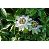 Passiebloemtinctuur (Passiflora incarnata) 