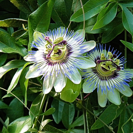 Passiebloemtinctuur (Passiflora incarnata) 