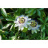 Passiebloemtinctuur (Passiflora incarnata) 