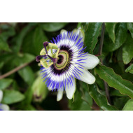 Passiebloemextract  (Passiflora incarnata)