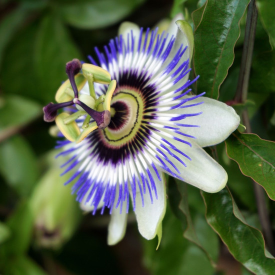 Passiebloem extract  (Passiflora incarnata)