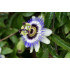 Passiebloemextract  (Passiflora incarnata)