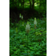 Duivelsklauwcomplex  (Harpagophytum complex)