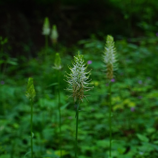 Duivelsklauwcomplex  (Harpagophytum complex)