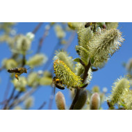 Wilgentinctuur (Salix)