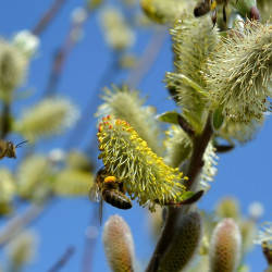 Wilgentinctuur (Salix)