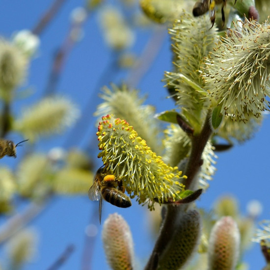 Wilgentinctuur (Salix)